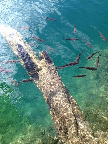 istock Fish swimming around log in crystal clear water 482106022
