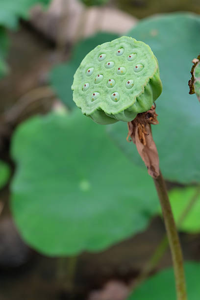 istock Lotus flower and Lotus flower plants 482106110