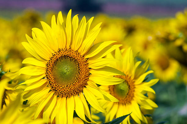 sunflowers stock photo