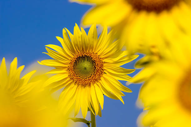 sunflowers stock photo