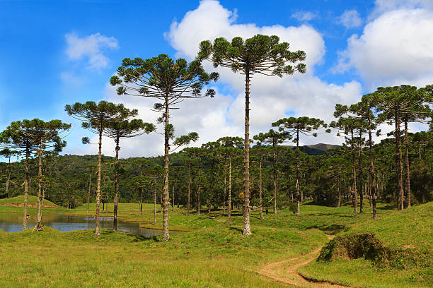 Landscape with Araucaria angustifolia ( Brazilian pine), road with sky and clouds background, Brazil. Selective focus