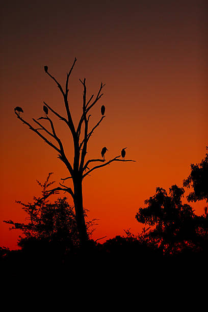 istock Six Birds in a Tree at Dusk 482107266