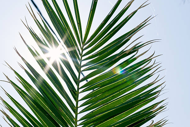 istock Palm brunch with sun beams 482107276