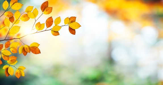 colorful autumn leaves on the branch in sunny afternoon in the park