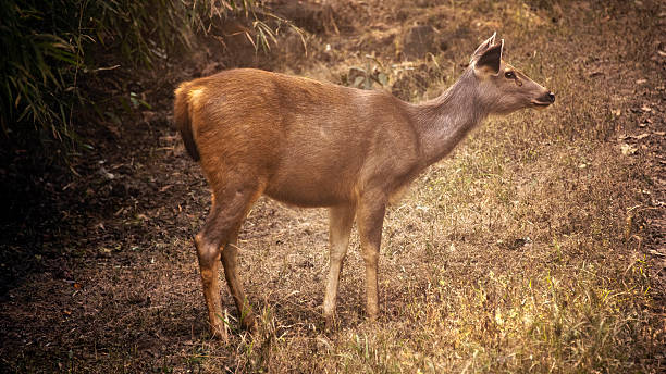 ciervo sambar deer. - bandhavgarh national park ranthambore national park juvenile sambar fotografías e imágenes de stock