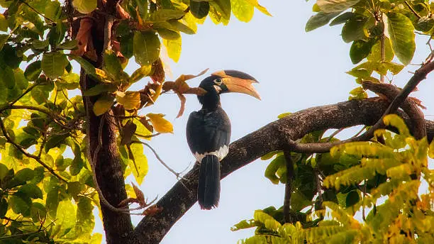 The Malabar pied hornbill is a common resident breeder in tropical and subtropical Asia from India east to Borneo. Its habitat is evergreen and moist deciduous forests, often near human settlements.  The Malabar pied hornbill is a large hornbill, at 65 cm (26 in) in length. It has mainly black plumage, apart from its white belly, throat patch, tail sides and trailing edge to the wings. The bill is yellow with a large, mainly black casque. Females have white orbital skin, which the males lack. Juveniles have no casque. It might be confused with the oriental pied hornbill.