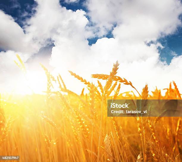 Wheat At Sunset Stock Photo - Download Image Now - Agricultural Field, Agriculture, Blue