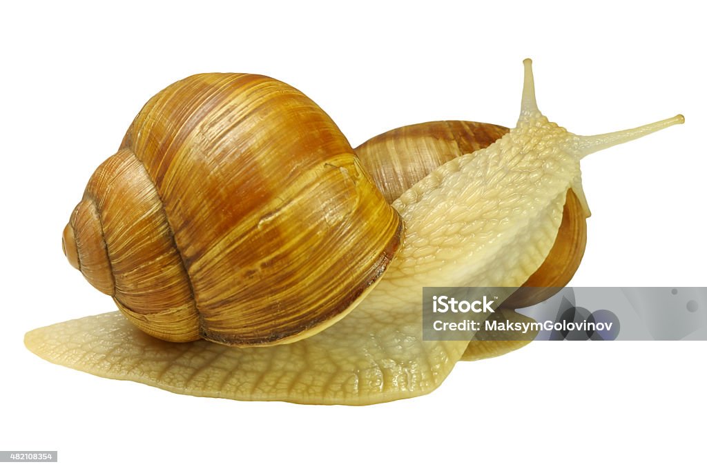 Two snails Two snails isolated on white background 2015 Stock Photo