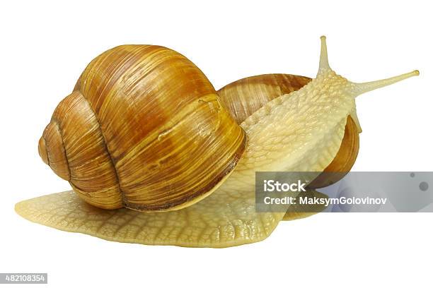 Two Snails Stock Photo - Download Image Now - 2015, Animal, Animal Antenna