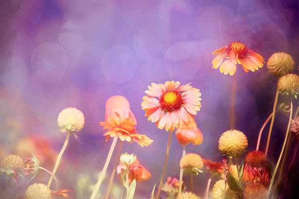 istock Digital art, artistic composition Echinacea Sombrero Salsa Red (Coneflower) 482108392