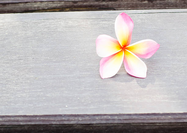 pink and Yellow Impala Lily flowers droped on wooden background stock photo