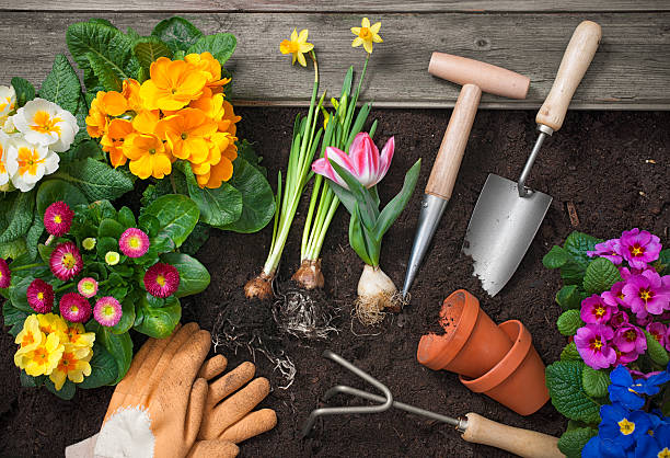 jardiner - hyacinth lily family potted plant flower photos et images de collection