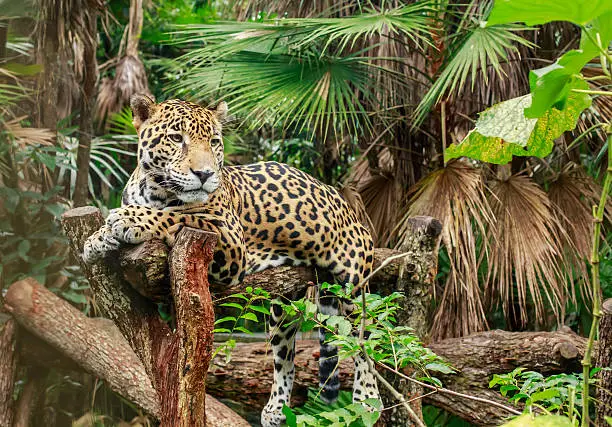 Jaguar has a rest