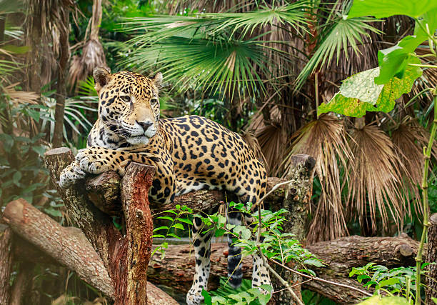 jaguar - 伯利茲 個照片及圖片檔