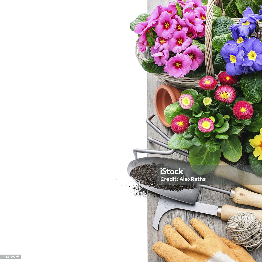 Gardening Gardening tools and flowers isolated on white with copy space Potting Stock Photo