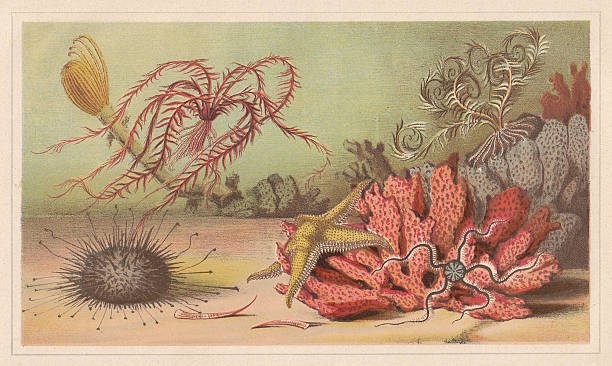 刺皮動物、リトグラフ、1868 に発行 - riff点のイラスト素材／クリップアート素材／マンガ素材／アイコン素材