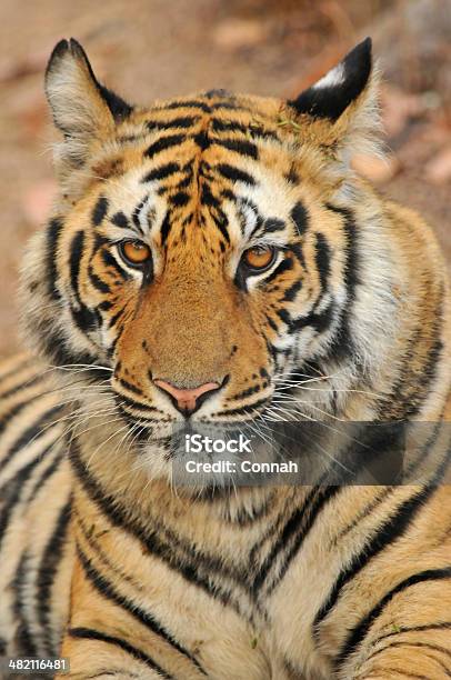 Eye Of The Tiger Stock Photo - Download Image Now - Animal Body Part, Animal Eye, Animal Wildlife