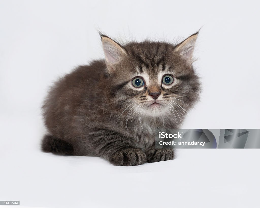 Striped and white fluffy kitten standing on gray Striped and white fluffy kitten standing on gray background 2015 Stock Photo