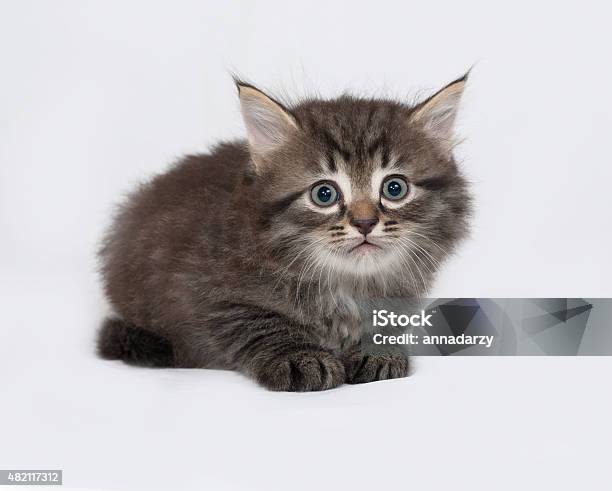 Striped And White Fluffy Kitten Standing On Gray Stock Photo - Download Image Now - 2015, Animal, Animal Body Part