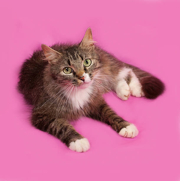 istock Fluffy gray and white cat lying on pink 482117338