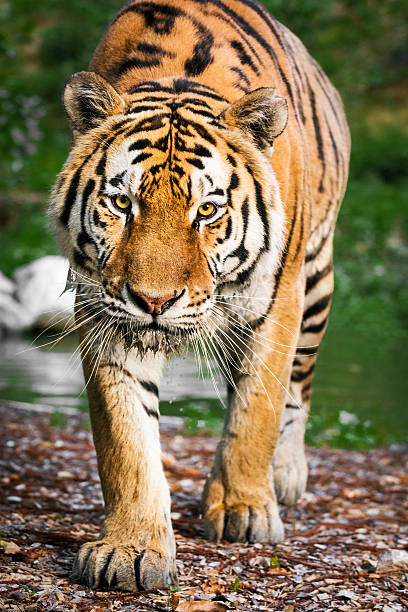 The tiger walking slowly as if stalking and staring in the direction of the camera on the riverbank. Its cold, steady gaze inspires the fear and the respect. Late afternoon sun highlights the orange color of its fur. Characteristic patterns and textures of fur are clearly visible. In the background is heavily blurred river and green vegetation on the other bank.