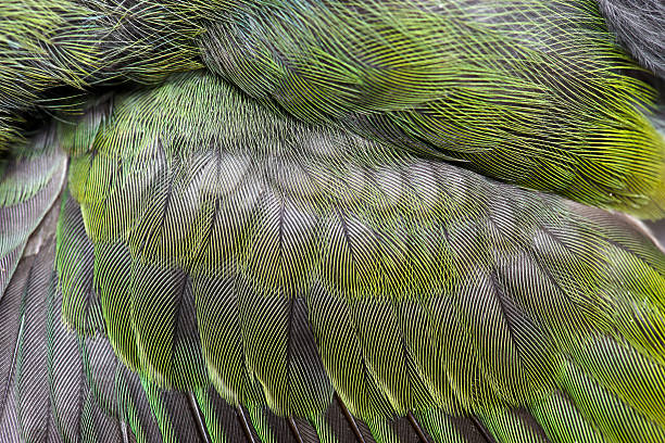 green bird wing feathe stock photo