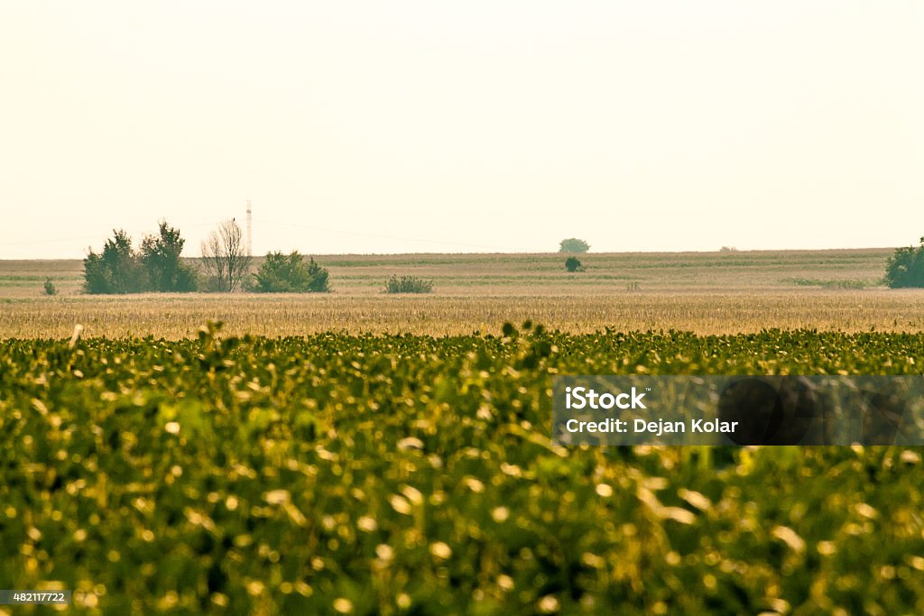 Verde campo de soja com céu claro - Foto de stock de 2015 royalty-free