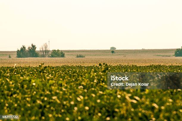 Foto de Verde Campo De Soja Com Céu Claro e mais fotos de stock de 2015 - 2015, Agricultura, Ajardinado