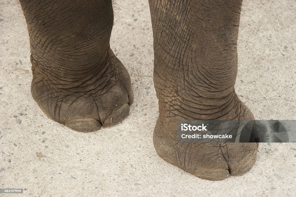 Elefante pernas - Foto de stock de Correr royalty-free