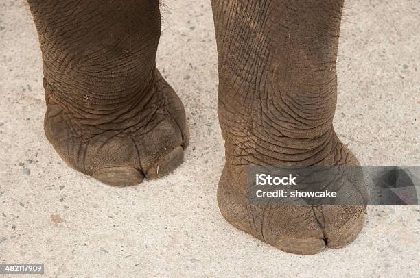 Foto de Elefante Pernas e mais fotos de stock de Correr - Correr, Jardim Zoológico, Adulação