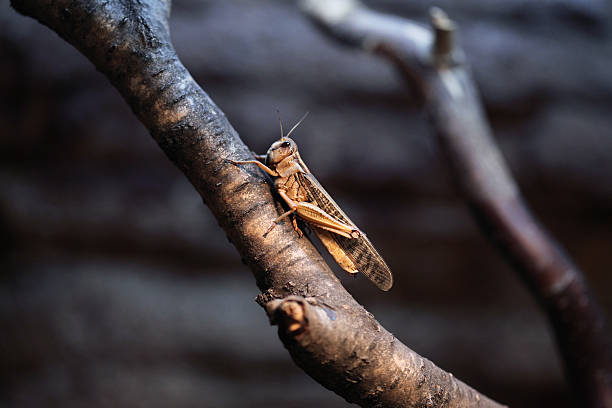 gafanhoto do deserto (schistocerca gregaria). - locust swarm of insects insect group of animals imagens e fotografias de stock