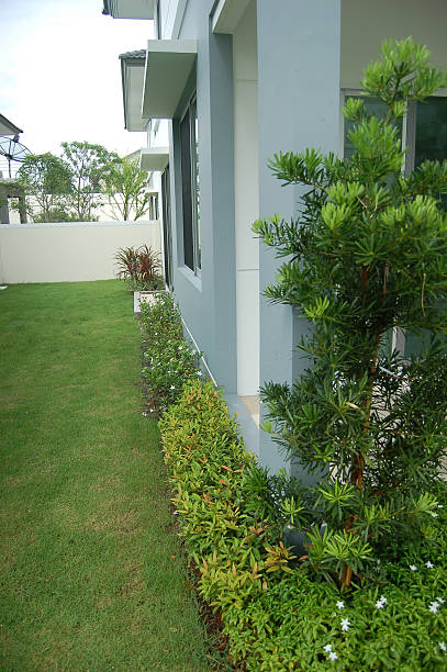 istock lush green home garden 482118956
