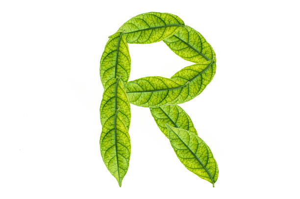 istock Letters made of leaf and isolated on white 482119823