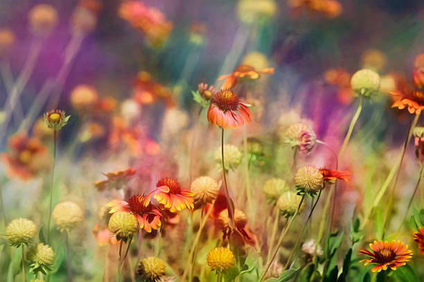 istock Digital art, artistic composition Echinacea Sombrero Salsa Red (Coneflower) 482120464