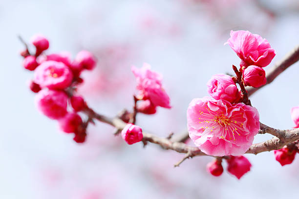 istock UME Japanese plum-blossom 482120633