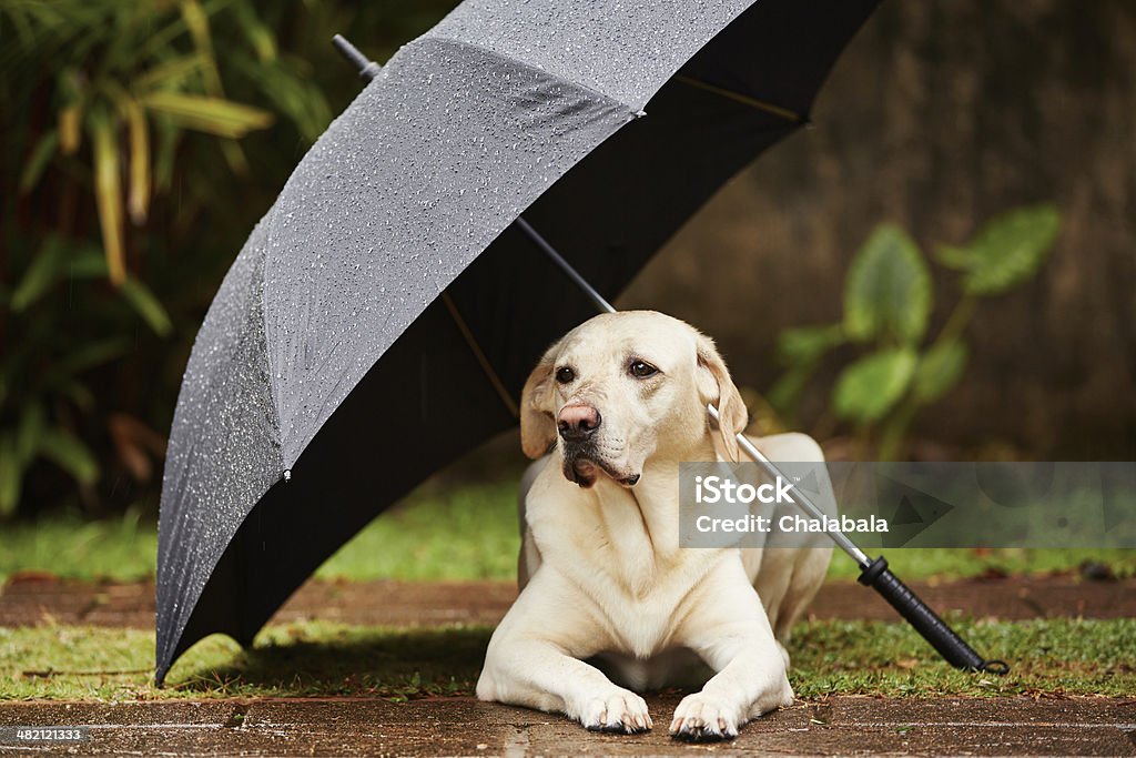 Dog in rain Labrador retriever in rain is waiting under umbrella. Absence Stock Photo