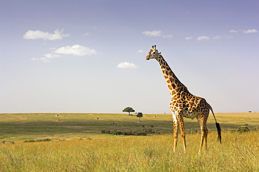Lone masai giraffe in the open expanse of the Masai Mara, Kenya