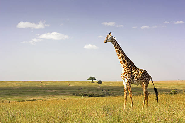 girafas na savana - sparse sky sunlight africa - fotografias e filmes do acervo