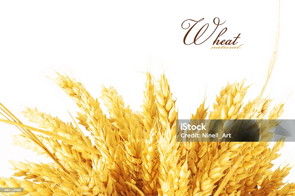 wheat Spikelets of wheat. isolated on white background 2015 Stock Photo