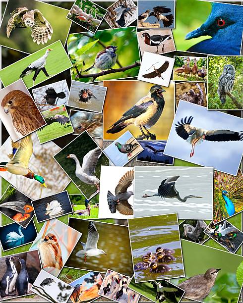istock Collage of birds 482123797