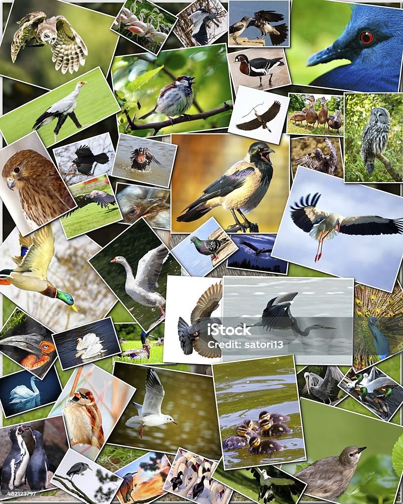 Collage of birds Collage of various species of birds Animal Stock Photo