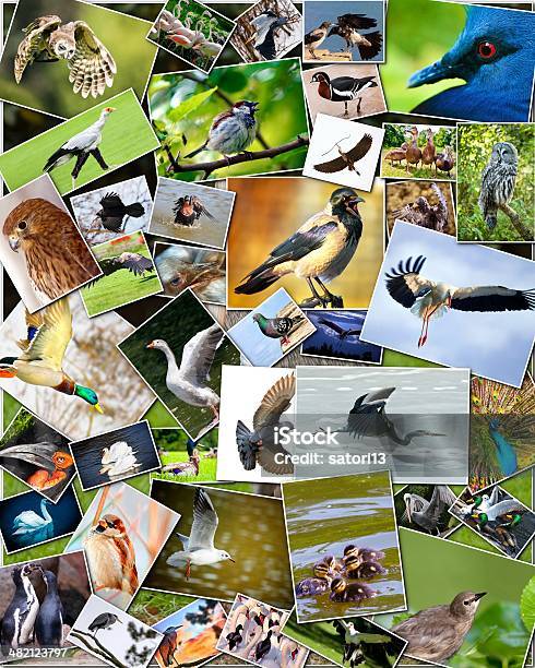 Collage Of Birds Stock Photo - Download Image Now - Animal, Animal Body Part, Animal Wing