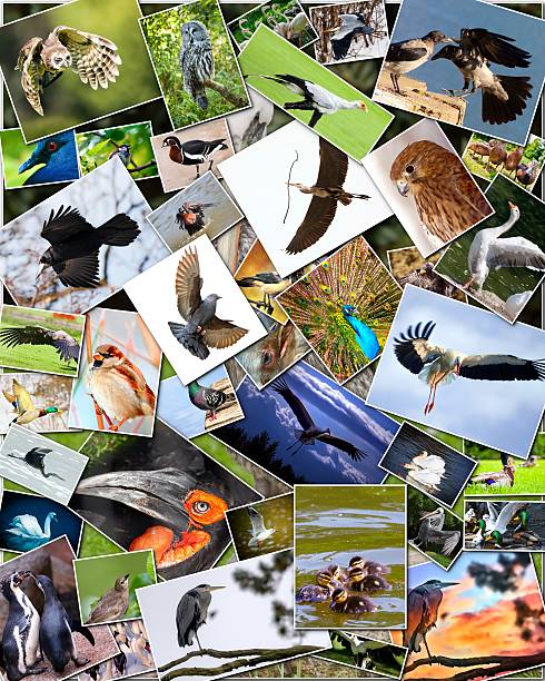 istock Collage of birds 482123799
