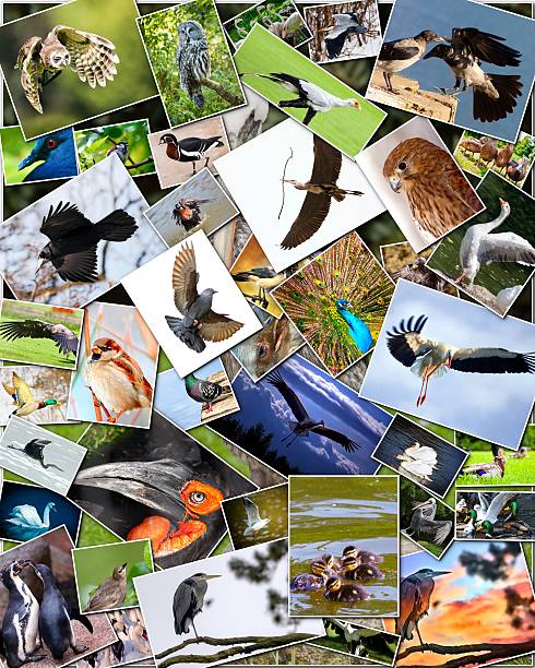 Collage of birds stock photo