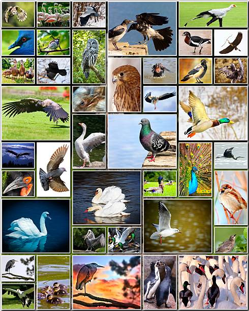 istock Collage of birds 482123803