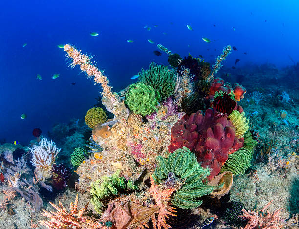 istock Colorful Crinoids and tropical fish in a coral reef 482124321