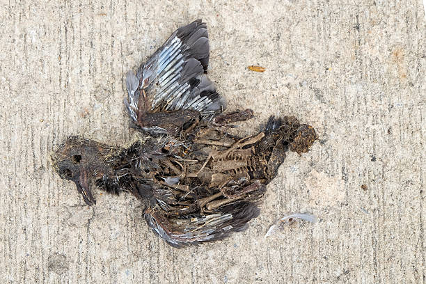 istock Birds dead because of car crash 482127080