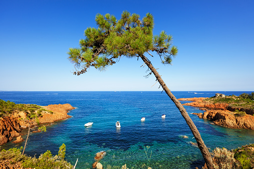 Esterel mediterranean tree, red rocks coast, beach and sea. French Riviera in Cote d Azur near Cannes, Provence, France, Europe.