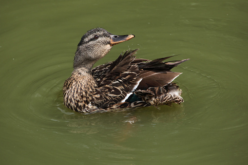 Wild duck (platyrhynchos), also known as the mallard. Wild life animal.