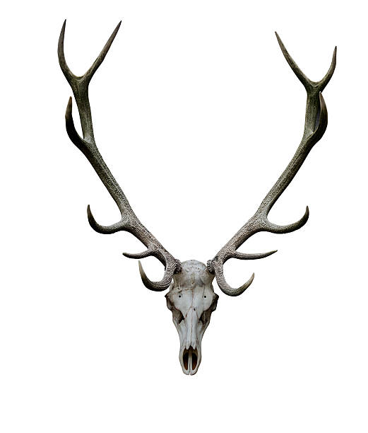 deer アントラーズ絶縁白色パスの頭蓋骨 xxl - antler stag trophy animal skull ストックフォトと画像